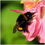 Bourdon terrestre